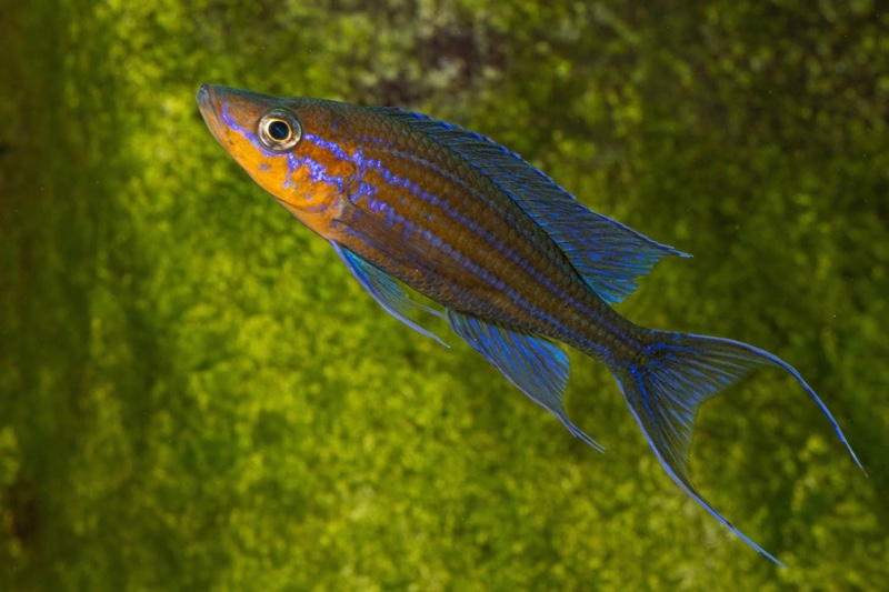 Paracyprichromis nigripinnis 'Kantalamba'